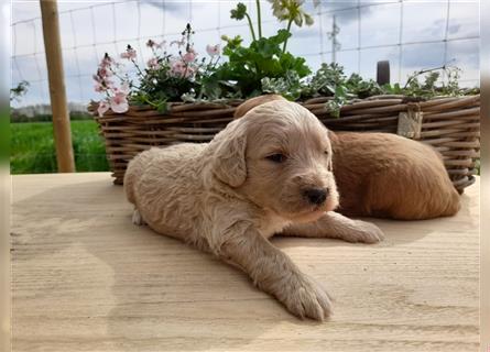 Goldendoodle medium pudel golden retriever