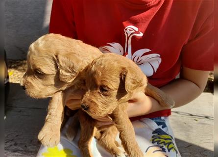 Goldendoodle medium pudel golden retriever