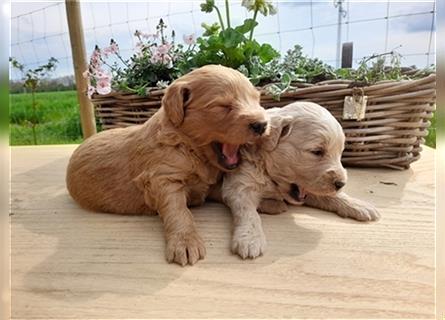 Goldendoodle medium pudel golden retriever