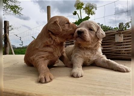 Goldendoodle medium pudel golden retriever