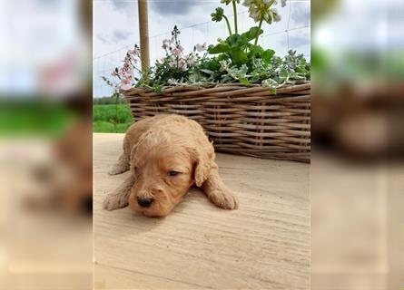 Goldendoodle medium pudel golden retriever