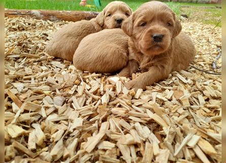 Goldendoodle medium pudel golden retriever