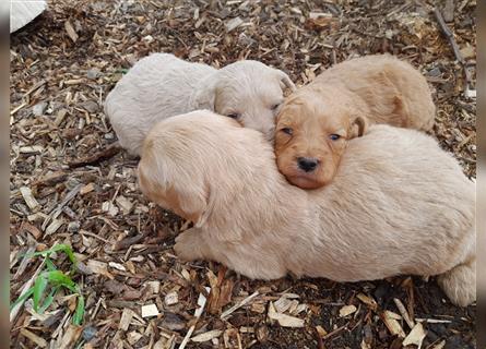 Goldendoodle medium pudel golden retriever