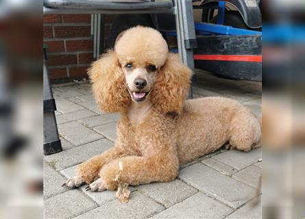 Goldendoodle medium pudel golden retriever