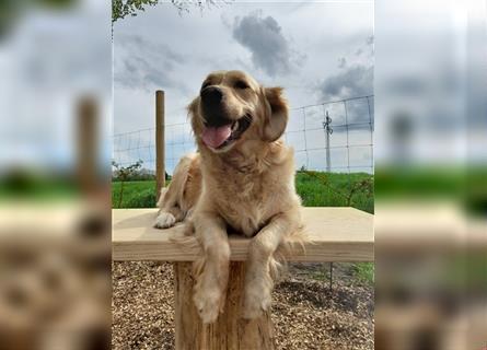 Goldendoodle medium pudel golden retriever