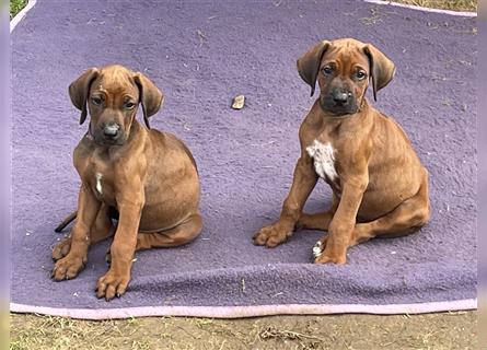 Ridgebackwelpen, red dark wheaten, reinrassig, Weibchen 8 Wochen