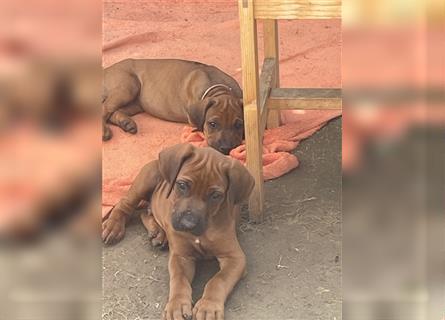 Ridgebackwelpen, red dark wheaten, reinrassig, Weibchen 8 Wochen