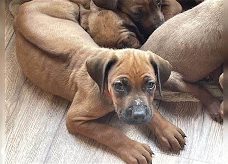 Ridgebackwelpen, red dark wheaten, reinrassig, Weibchen 8 Wochen