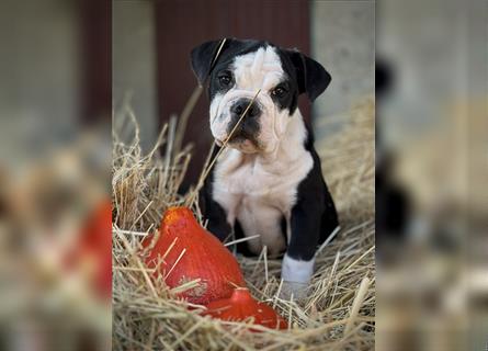 Nur noch 1 New English Bulldog Welpe Hündinnen