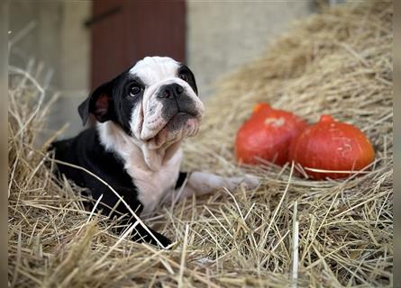 Nur noch 1 New English Bulldog Welpe Hündinnen