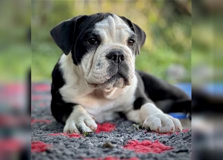 Nur noch 1 New English Bulldog Welpe Hündinnen