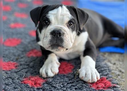 Nur noch 1 New English Bulldog Welpe Hündinnen