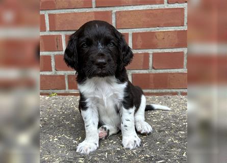 Kleine Münsterländer Welpen