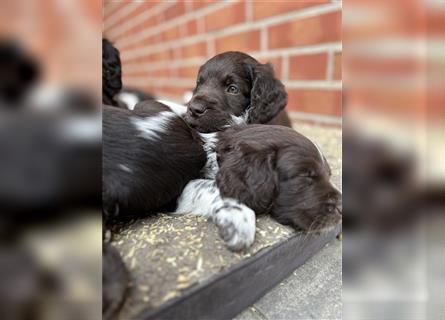 Kleine Münsterländer Welpen