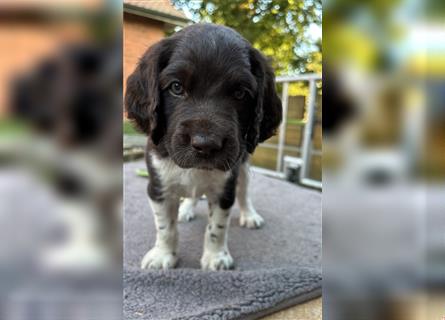 Kleine Münsterländer Welpen