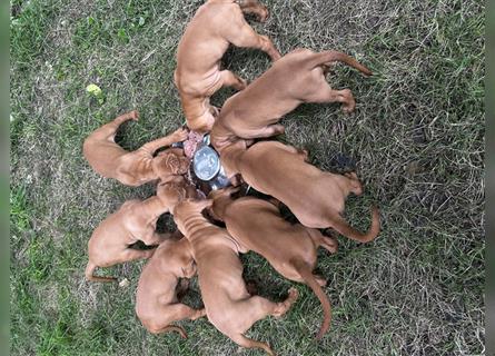 Magyar vizsla Welpen 3 Hündinnen und 2 rüde