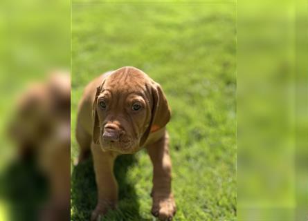 Magyar vizsla Welpen 3 Hündinnen und 2 rüde