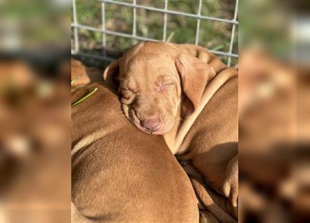 Magyar vizsla Welpen 3 Hündinnen und 2 rüde