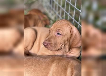 Magyar vizsla Welpen 3 Hündinnen und 2 rüde