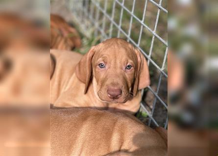 Magyar vizsla Welpen 3 Hündinnen und 2 rüde