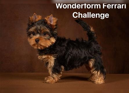 Exklusiver Reinrassiger Yorkshire Terrier Welpe Junge (Show-Class Hund)