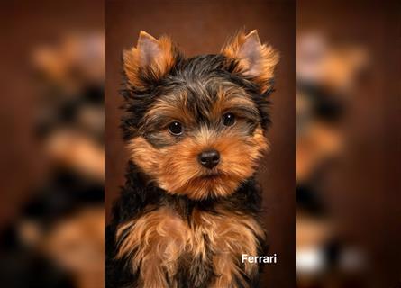 Exklusiver Reinrassiger Yorkshire Terrier Welpe Junge (Show-Class Hund)