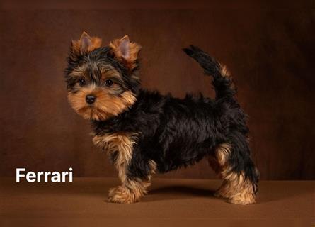 Exklusiver Reinrassiger Yorkshire Terrier Welpe Junge (Show-Class Hund)