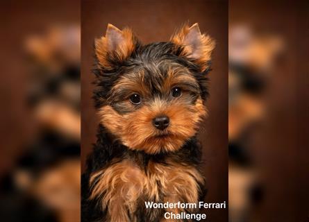 Exklusiver Reinrassiger Yorkshire Terrier Welpe Junge (Show-Class Hund)