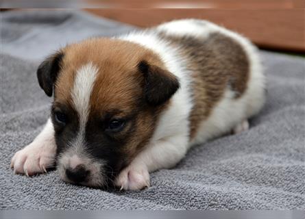 Jack Russell Welpen (tricolor)