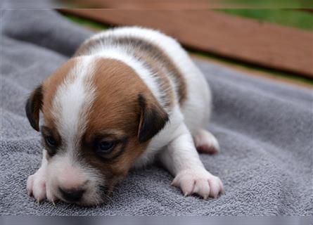 Jack Russell Welpen (tricolor)