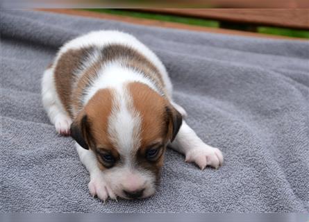 Jack Russell Welpen (tricolor)