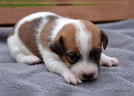 Jack Russell Welpen (tricolor)