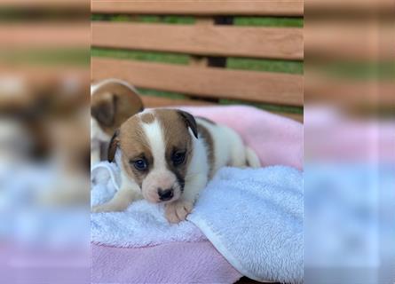 Jack Russell Welpen (tricolor)