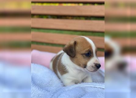 Jack Russell Welpen (tricolor)