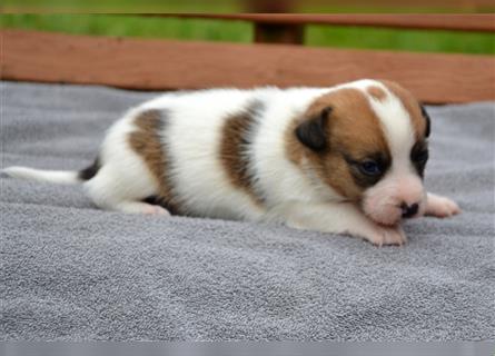 Jack Russell Welpen (tricolor)