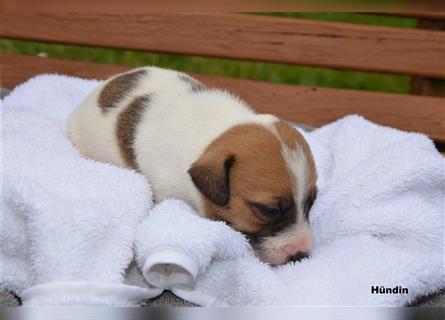 Jack Russell Welpen (tricolor)