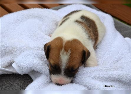 Jack Russell Welpen (tricolor)