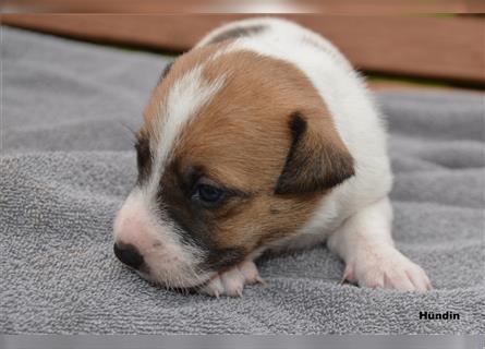 Jack Russell Welpen (tricolor)