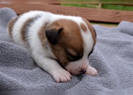 Jack Russell Welpen (tricolor)