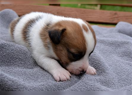 Jack Russell Welpen (tricolor)