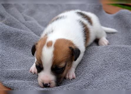 Jack Russell Welpen (tricolor)