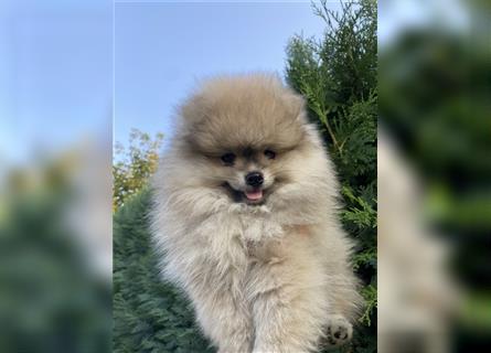 Pomeranian Welpe Deutscher Hobbyzucht (Elterntiere wohnen bei uns)