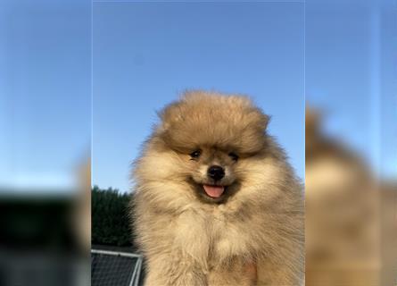 Pomeranian Welpe Deutscher Hobbyzucht (Elterntiere wohnen bei uns)