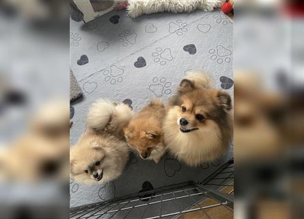 Pomeranian Welpe Deutscher Hobbyzucht (Elterntiere wohnen bei uns)