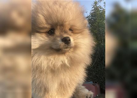 Pomeranian Welpe Deutscher Hobbyzucht (Elterntiere wohnen bei uns)