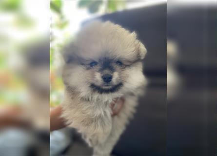 Pomeranian Welpe Deutscher Hobbyzucht (Elterntiere wohnen bei uns)