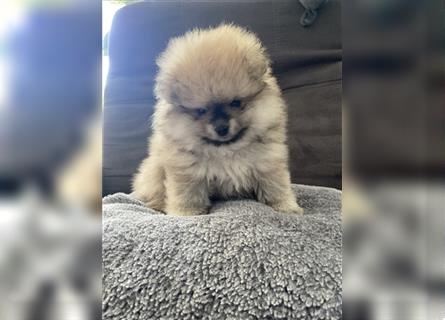 Pomeranian Welpe Deutscher Hobbyzucht (Elterntiere wohnen bei uns)