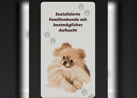 Pomeranian Welpe Deutscher Hobbyzucht (Elterntiere wohnen bei uns)