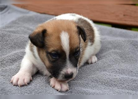 Braun-weißer Jack-Russell-Welpe (Rüde)