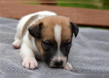 Braun-weißer Jack-Russell-Welpe (Rüde)